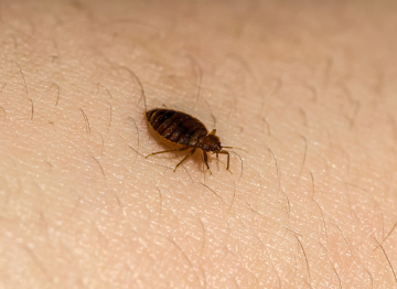 Bed Bug control