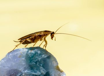 Cockroach control