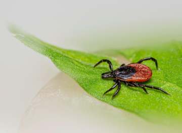 Flea & Tick Treatments