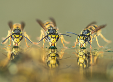 Wasp & Hornet Control