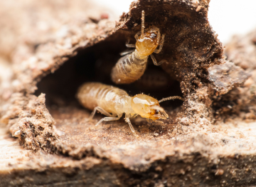 termites